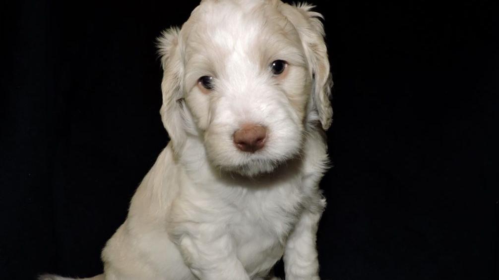 Help name Tucson's newest therapy puppy